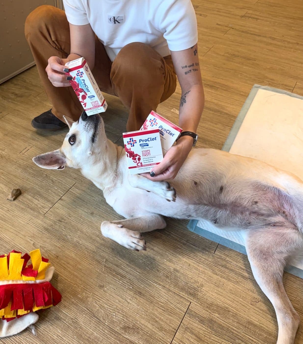 贊助台灣防止虐待動物協會 — 回饋社會